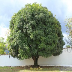 Mango Szn  (Feat. Francisco Salas)