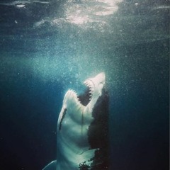 MICHAEL JORDAN OF LIFE