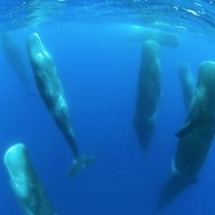 40 day listening challenge - nature and sound