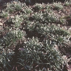 Yasutaki Inamori (1977*) :  Canonic Scenes (2015)