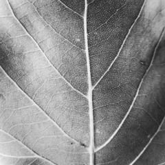 Nash Boogaloo - Autumn Leaf