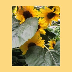 sunflower [3.3.2018]