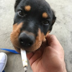 Mutt (cover)