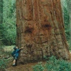 Cinortele - The Forest Of Illusions