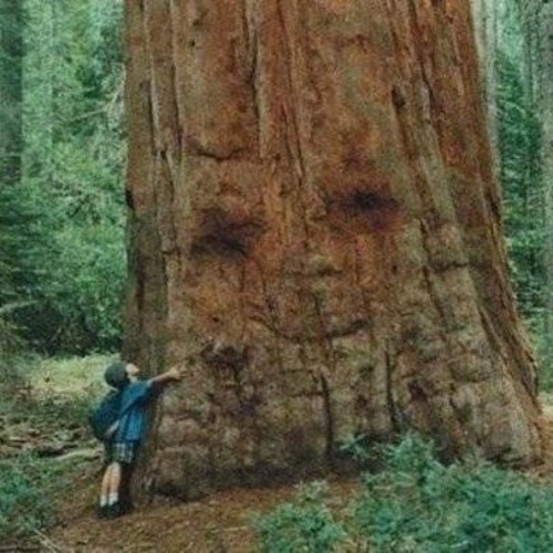 Cinortele - The Forest Of Illusions