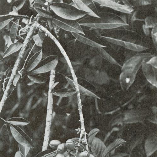 PREMIERE: Nacieae -001.1 [Tact Recordings]