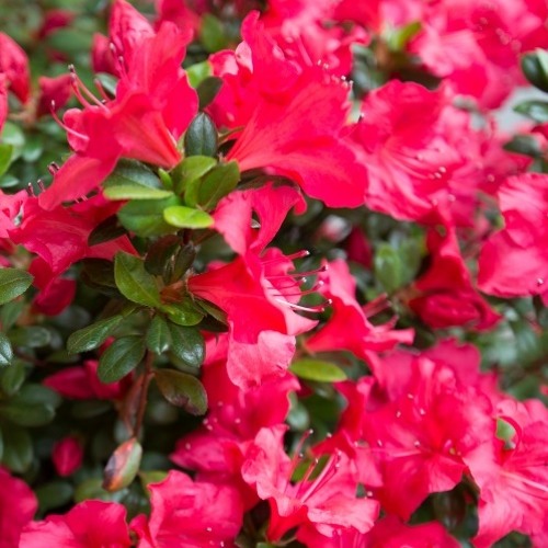 Red Azalea