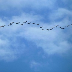 Cranes passing over our house 20180305