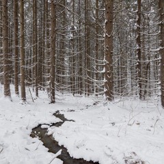 Winter Windstorm