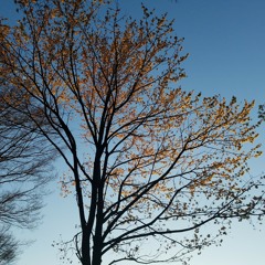 Beethoven: Moonlight Sonata 1st Movement