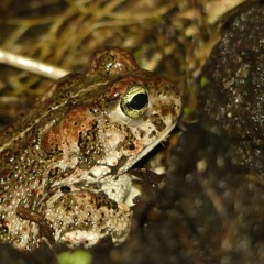 Crapaud calamite - Epidalea calamita