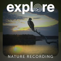 Hog Island, Maine - Osprey Nest Cam