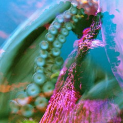 magic doors (portishead)