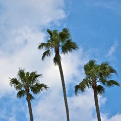 Cali Vibes// R&B// West Coast// Chart Beat// Trap// Dre