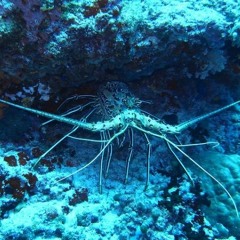 Crustacean Sensations