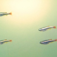 coldSteely