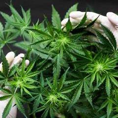Cannabis unterstützt die Wundheilung