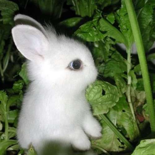 Lapin planqué