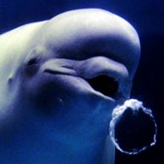 Killawhalez