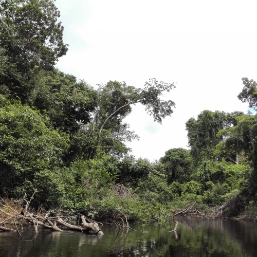 3D Audio Journey - On a canoe in the amazon rainforest - binaural 3D stereo sound