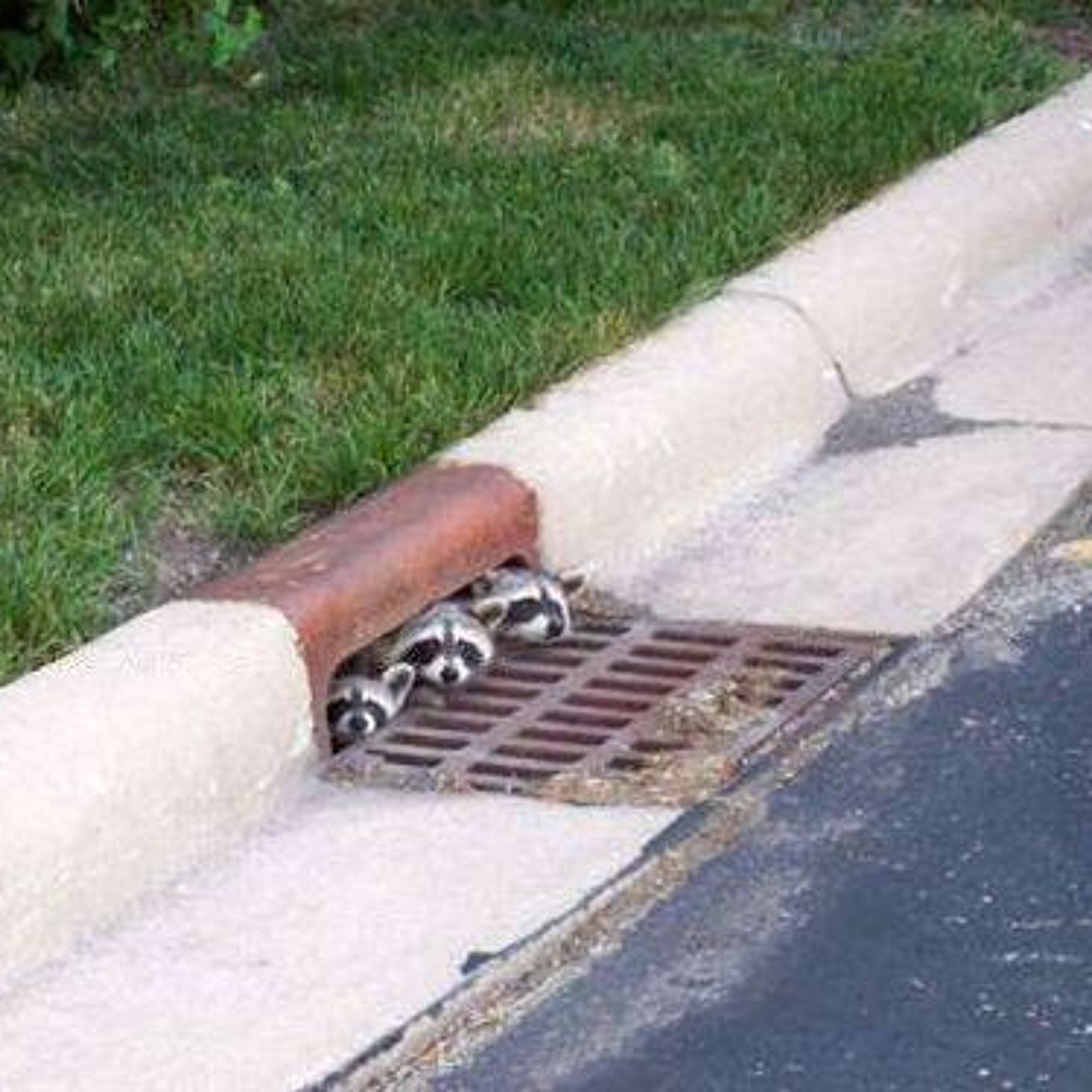 Episode 41: Trillbillies 2: The Legend of Curly's Gold Standard