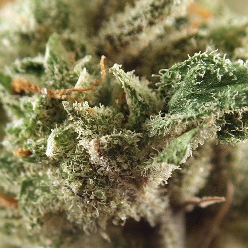 Fungus Funk - Super Silver
