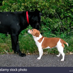 Magic Tricks 4 Dogs On The Radio 002