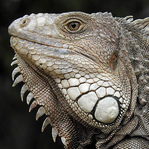 Extrait 3 - Nouvel Album - Ybrid 2018