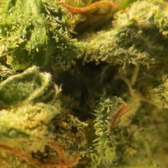 |- MELLOW -| Trap Beat Instrumental | (prod. Zone ouT)