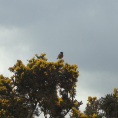 Alan Dancing Infinitely