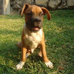 Boys [Free download]