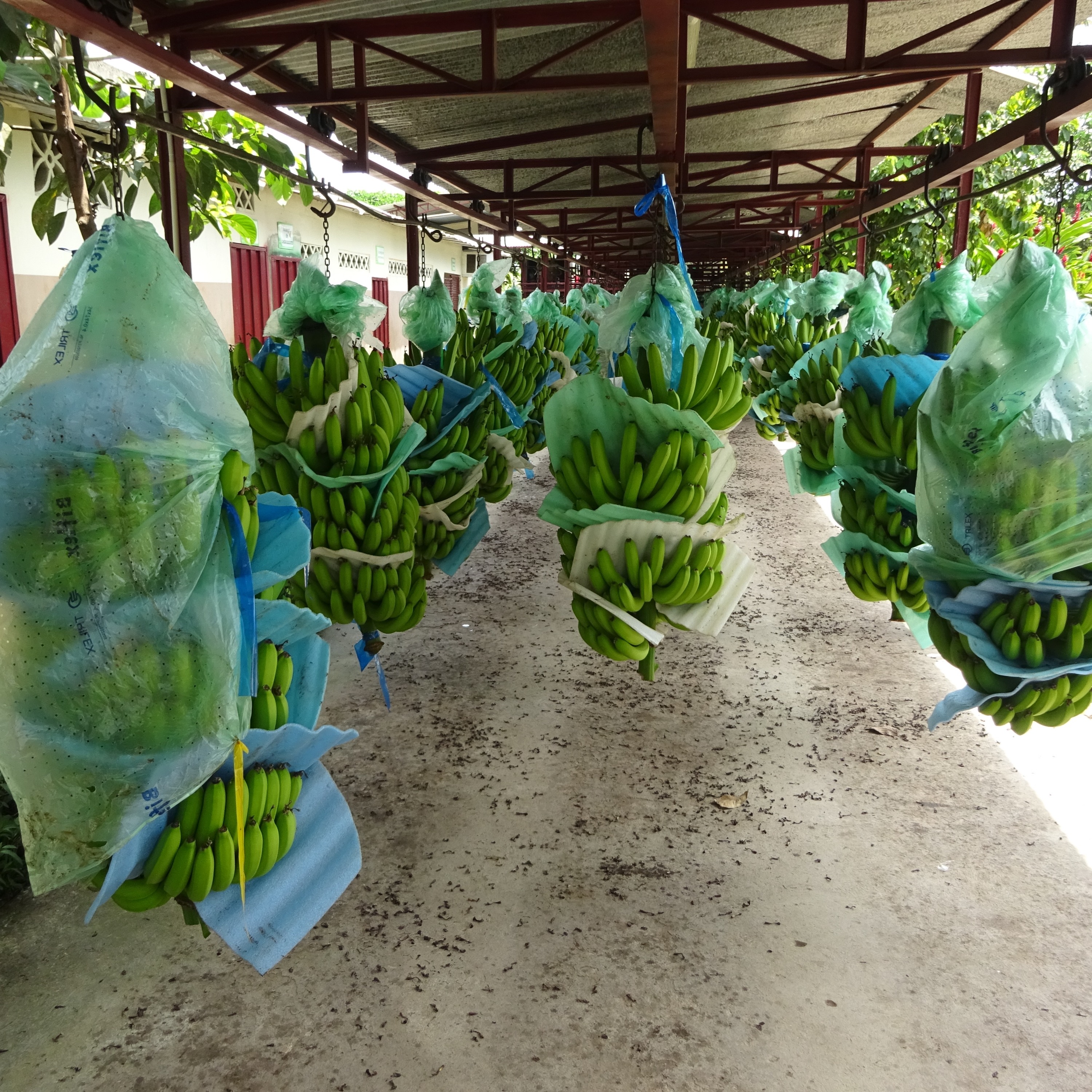 Bananas: Peeling back the issues