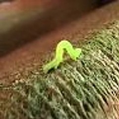 Crawling In My Crawl