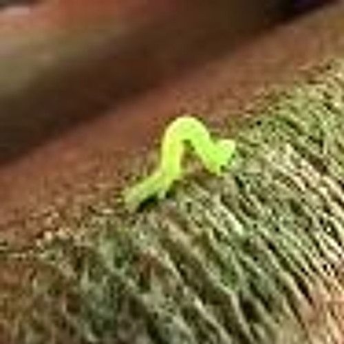 Crawling In My Crawl