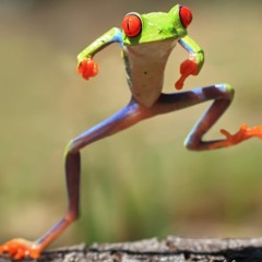 Frog Dance With A Frog In The Swamp