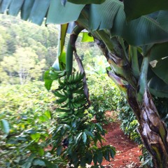 An African Love Affair