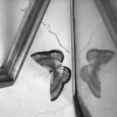 051 Butterfly In Ice