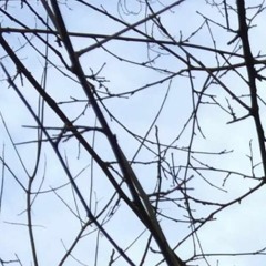 DSYL (prod. Thom Fancy)