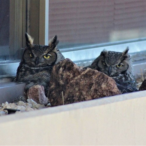 Stream NDOW Works with DRI to Set Up Owl Nesting Cameras by The Nevada