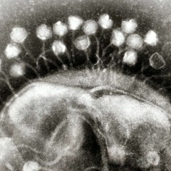 Pitting Viruses Against Bacteria To Combat The Antibiotic Crisis