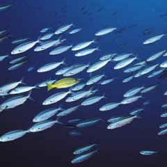 ~Mystiq~ ;) Remember Only Dead fishies go with the flo...