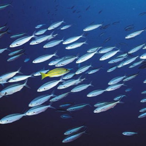 ~Mystiq~ ;) Remember Only Dead fishies go with the flo...