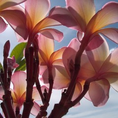 .:Lungse se lasr inge:.