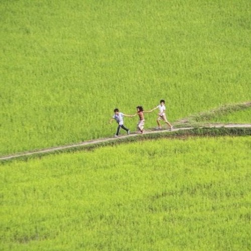 “em Đứng Trên Cánh Đồng” - Trần Hải Đăng