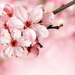 🌸CherryBlossom🌸