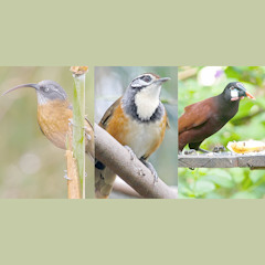 Scimitar Babbler, Laughingthrush, Montezuma Orependola [disquiet0323]