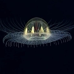Sub-Aphotic Zone Mix