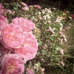 Suzanne - Leonard Cohen ft. Danielle Metcalfe