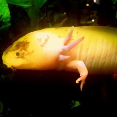 Summer Maggots - Sunday dolphins?