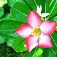 WeakestBeast Pop DnB Mix #1